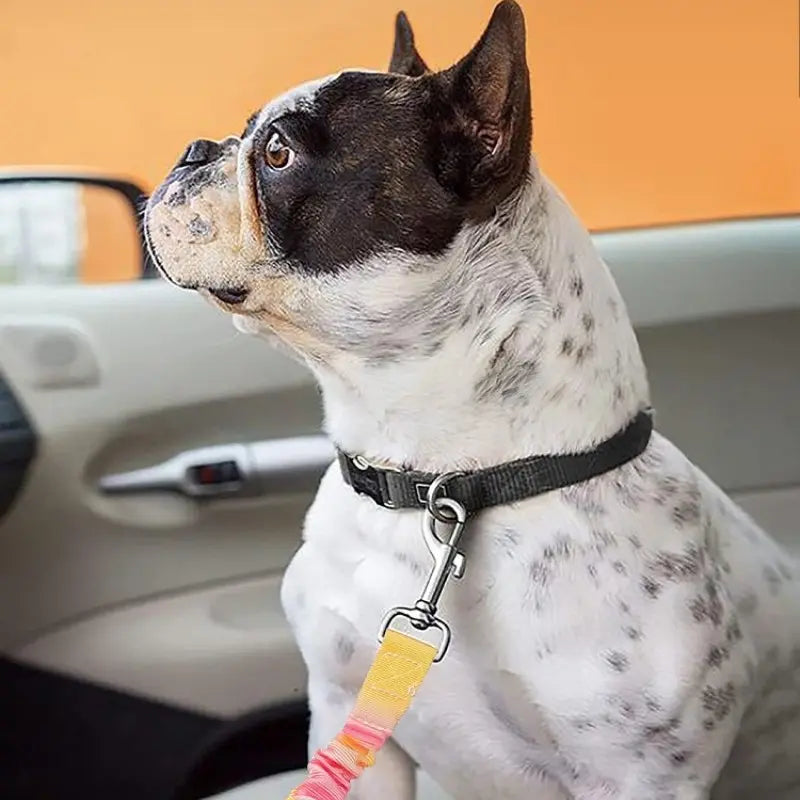 Pet Car Safety Harness, Stretchable Dog Leash, Bite-Resistant Vehicle Strap, Secure Outdoor Tether, Pet Travel Gear